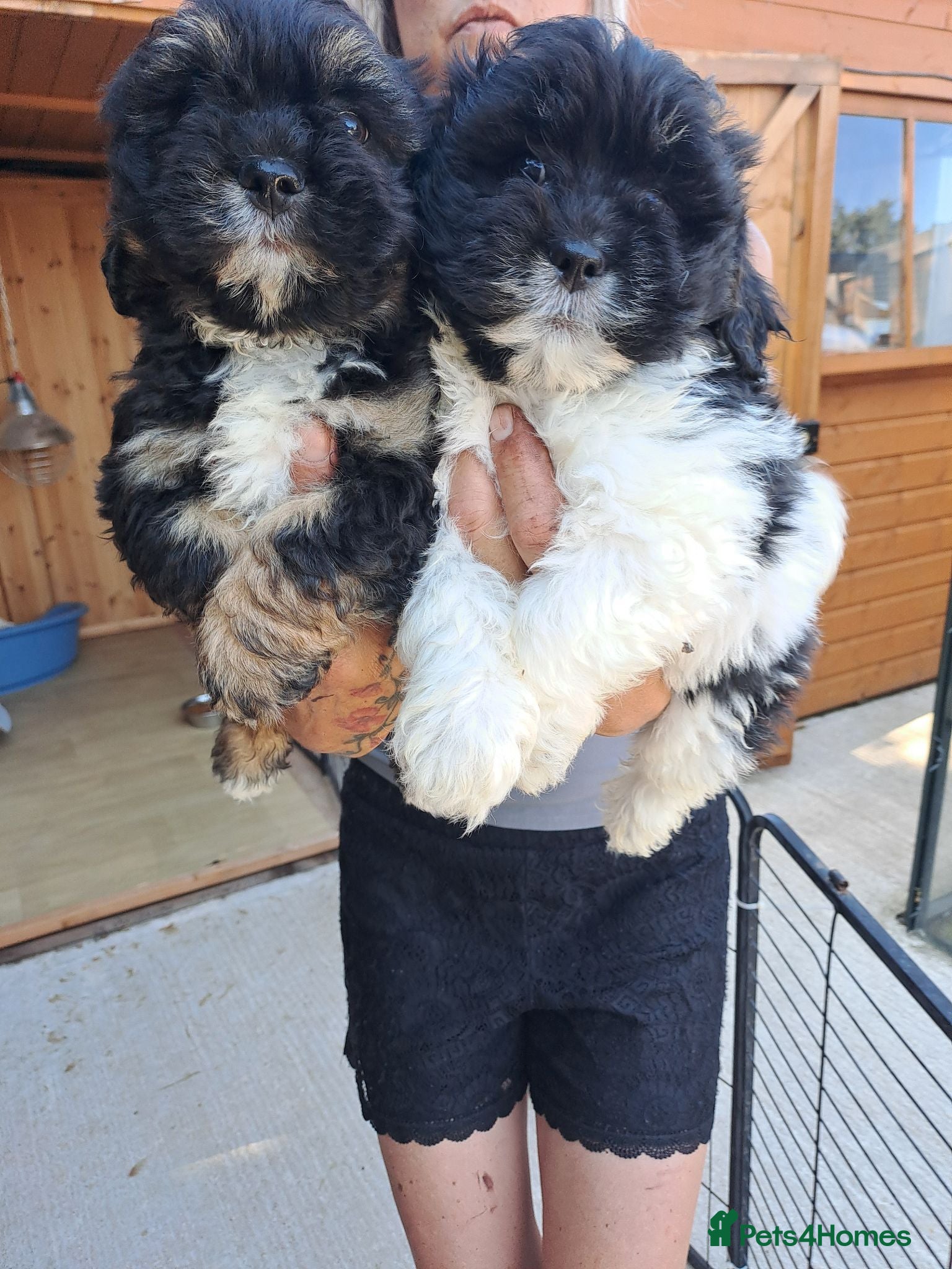 Lhasa Apso dogs Lhasa Apso Puppies  - Advert 9