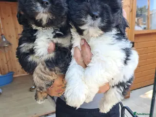 Lhasa Apso dogs Lhasa Apso Puppies - Advert 2