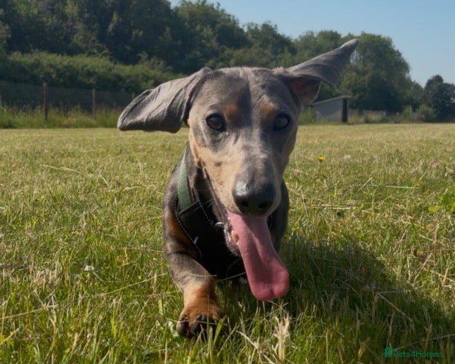 Dachshund dogs Monty  - Advert 4