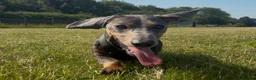 Dachshund dogs for sale: Monty  - Advert 1