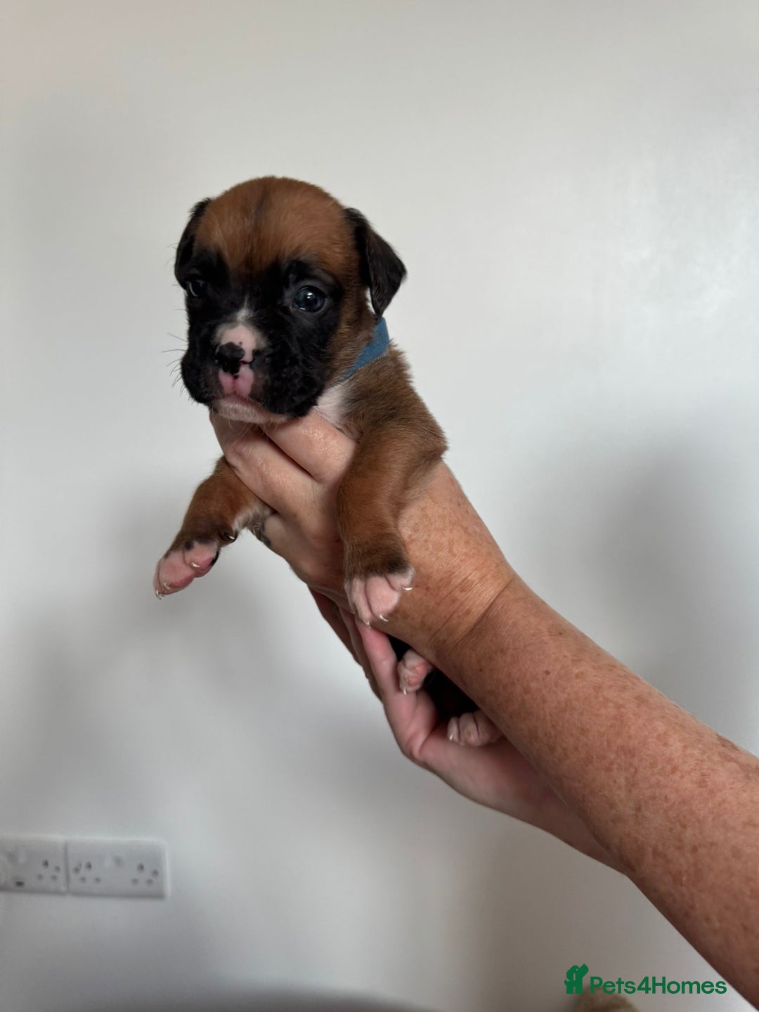 Boxer dogs for sale: Bobtail boxers for sale - Image 5