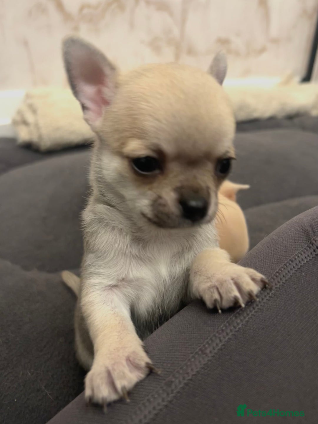 Chihuahua dogs for sale: smooth coat chihuahuas. Only the little boy left  - Advert 38