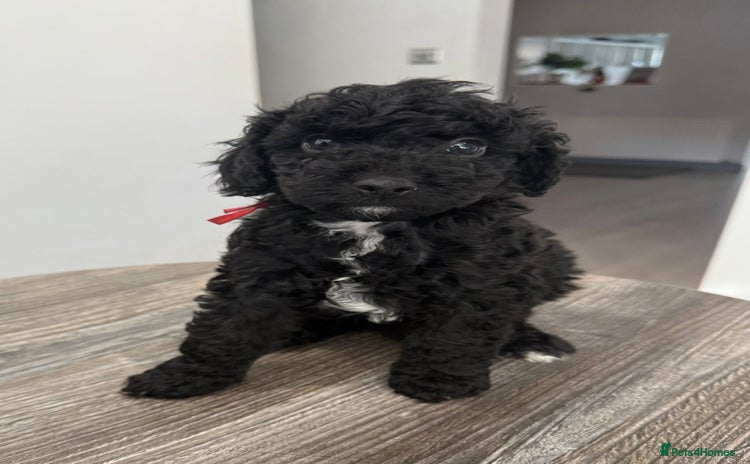 Cavapoo dogs - Advert 2