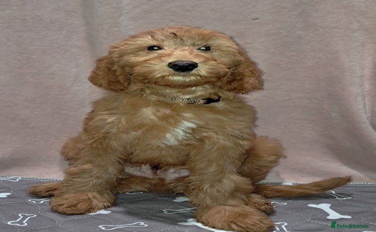 Mixed Breed dogs - Advert 12
