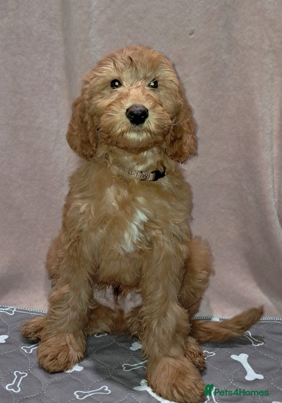 Mixed Breed dogs for sale: FULLY HEALTH TESTED FOX RED MINIATURE COCKAPOOS  - Image 4