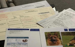 German Shepherd dogs for sale: New home urgently needed for 5yr old male GSD - Image 3