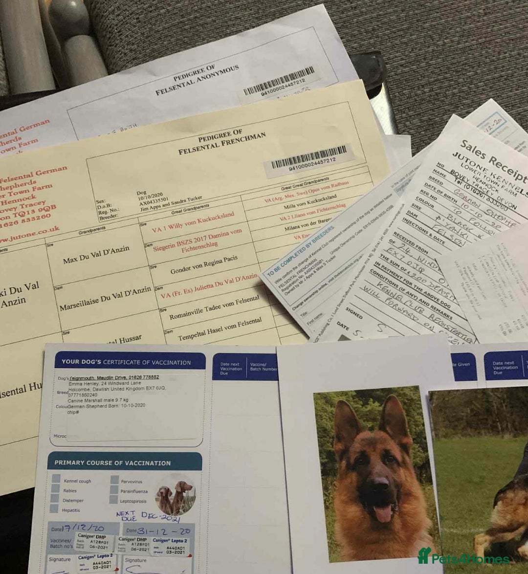 German Shepherd dogs for sale: New home urgently needed for 5yr old male GSD - Image 3