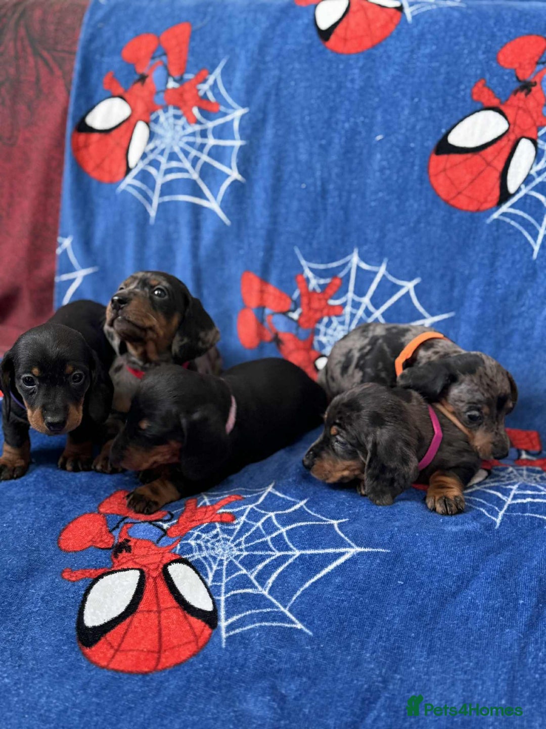 Miniature Dachshund dogs for sale: Miniature dachshund  - Advert 2