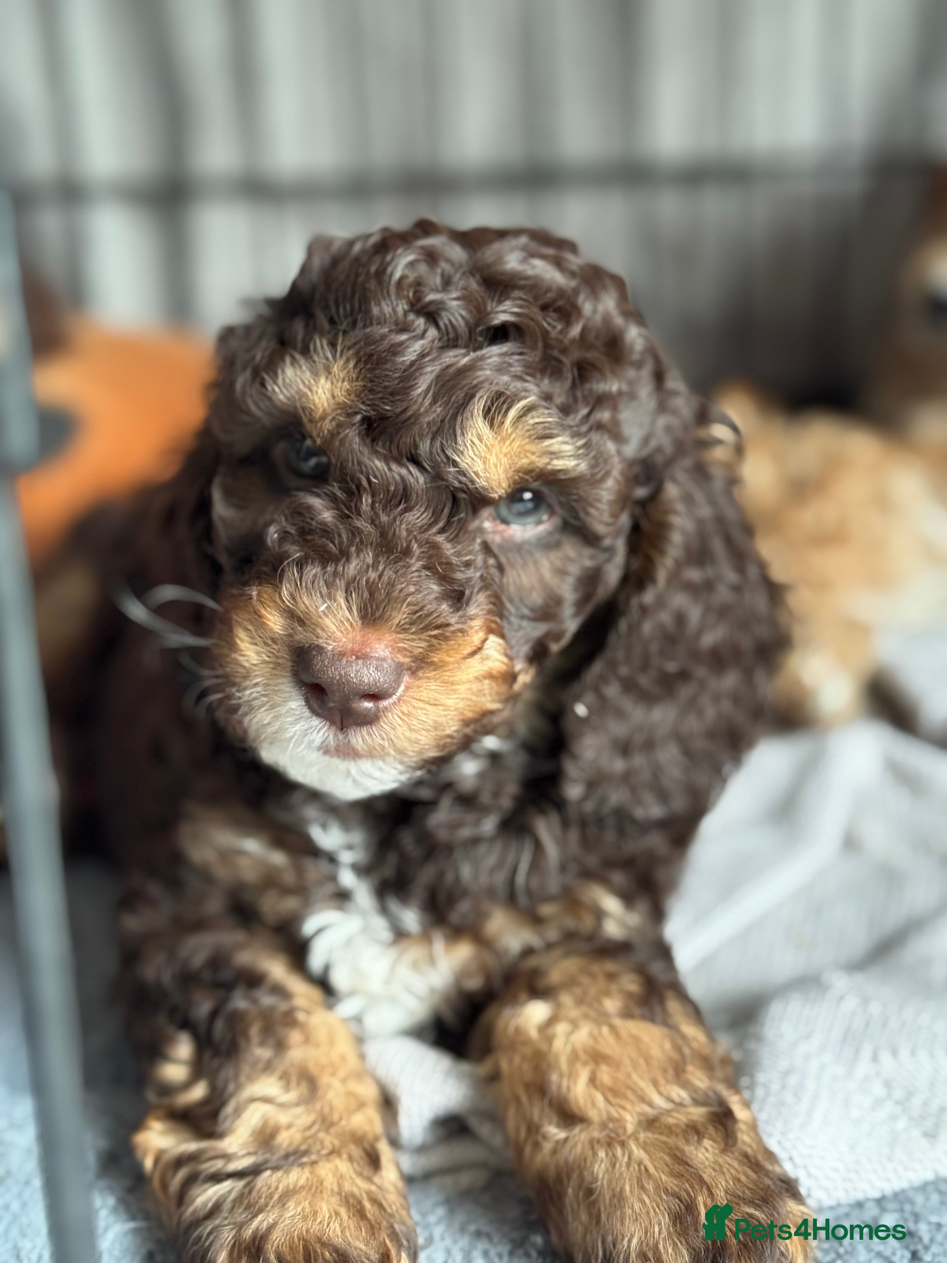 Cockapoo dogs ✨ F2 Tri-coloured male cockapoo ✨ - Advert 1