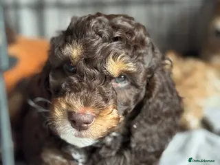 Cockapoo dogs ✨ F2 Tri-coloured male cockapoo ✨ - Advert 1
