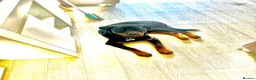 Rottweiler dogs for sale: 7 month old male rottweiler  in Wembley - Advert 2