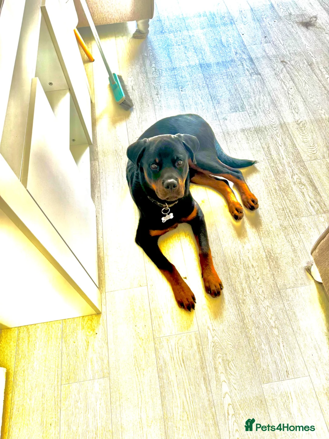 Rottweiler dogs for sale: 7 month old male rottweiler  in Wembley - Advert 2