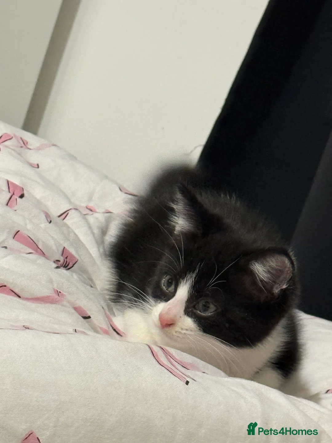Mixed Breed cats for sale: Playful kittens looking for new home🐾 - Advert 2