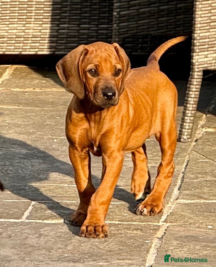 Rhodesian Ridgeback dogs Health tested parents of excellent temperament.  - Advert 2