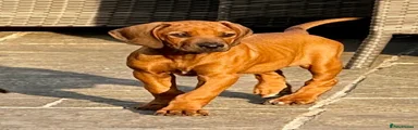 Rhodesian Ridgeback 1