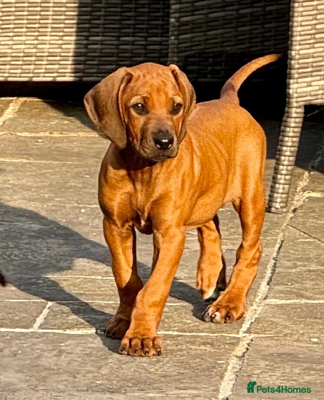 Rhodesian Ridgeback dogs for sale: Health tested parents of excellent temperament.  - Advert 2