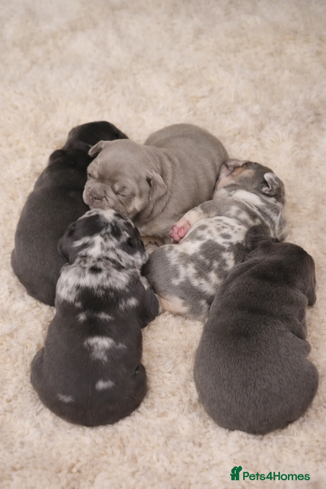 French Bulldog dogs for sale: 💥👀 NEW SHADE ISABELLA, MERLE TRI LILAC   - Advert 35