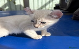 Bengal cats for sale: Gob smacking rare kittens  - Image 30