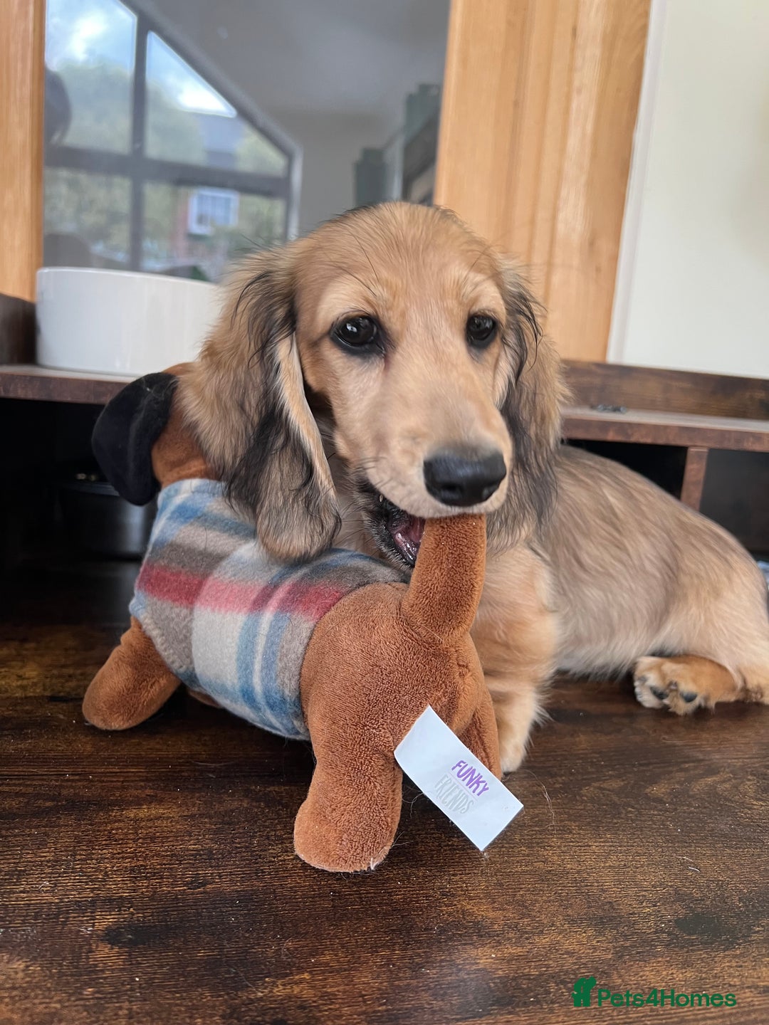 Miniature Dachshund dogs for sale: **KC REG Miniature long haired dachshund puppies** - Image 7