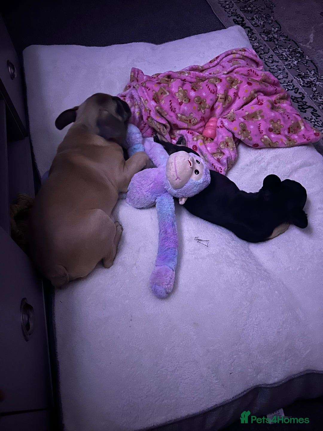 French Bulldog dogs for sale: French bulldog  - Image 3