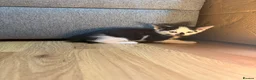 Korat cats for sale: Kittens Looking for Their Forever Homes - Advert 25