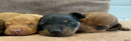Miniature Dachshund dogs for sale: Beautiful Miniature Dachshund Puppies for Sale - Advert 10