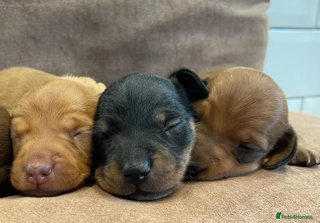 Miniature Dachshund dogs for sale: Beautiful Miniature Dachshund Puppies for Sale - Advert 10