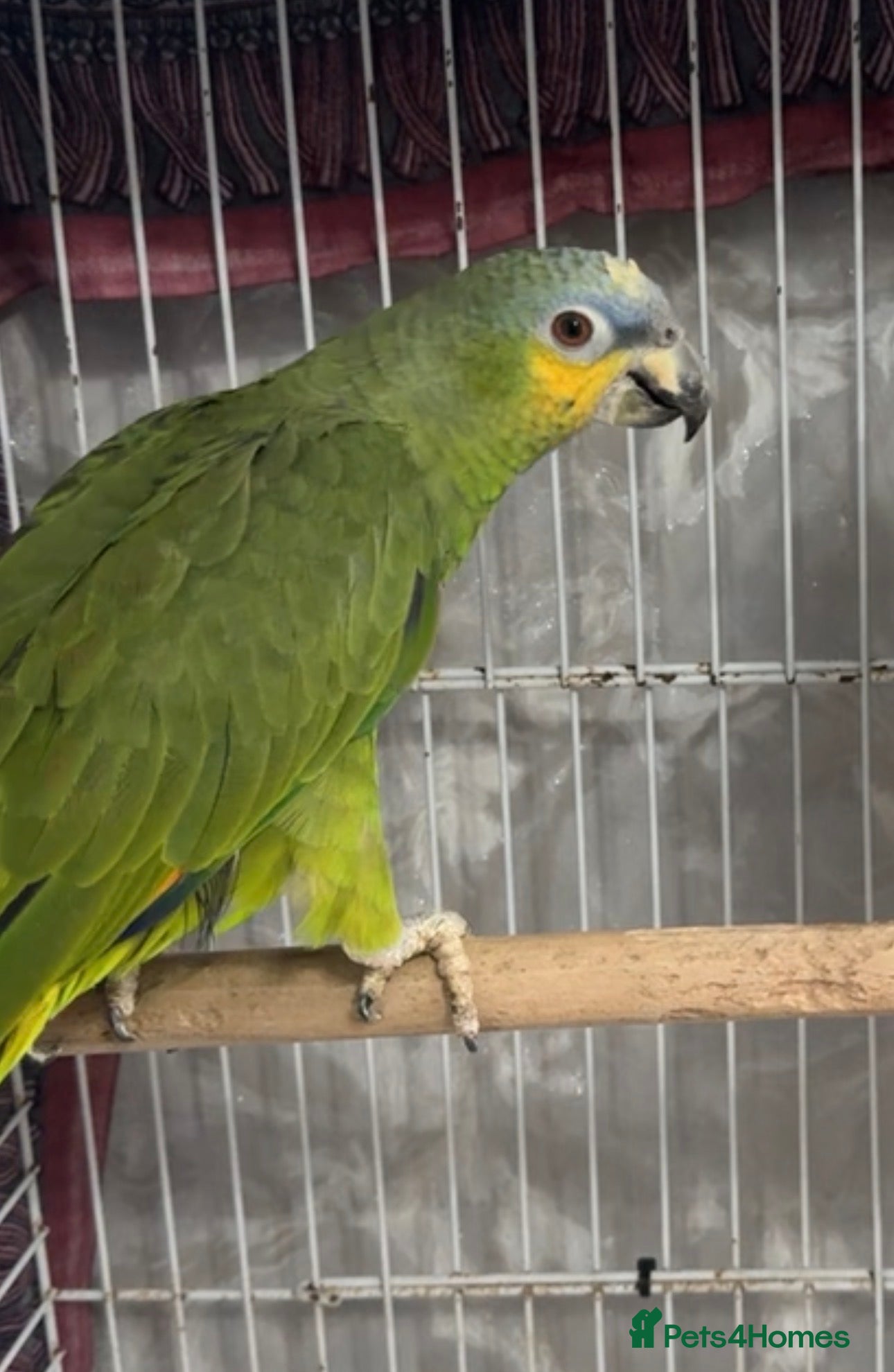 Parrots birds tame and talking baby orange wing Amazon parrot - Advert 3