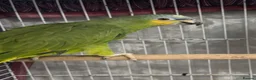 Parrots birds for sale: tame and talking baby orange wing Amazon parrot - Advert 1