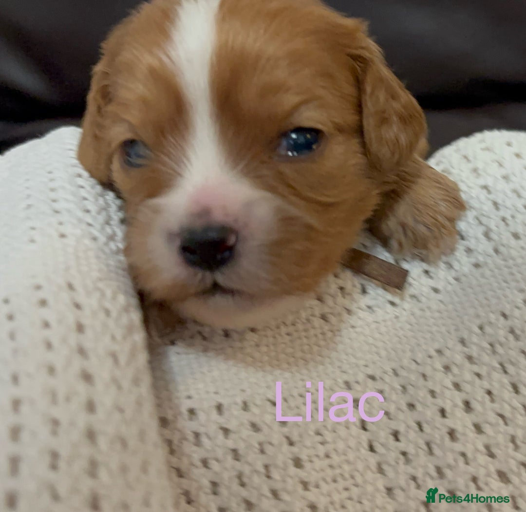 Cavapoo dogs for sale: Gorgeous F1 Cavapoo puppies. Health tested parents - Advert 18