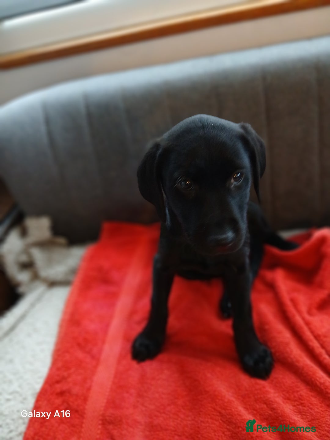 Labrador Retriever dogs for sale: Labrador  - Advert 8