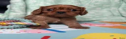 Cavalier King Charles Spaniel dogs for sale: Ruby KC King Charles Cavalier Health Tested  - Advert 26