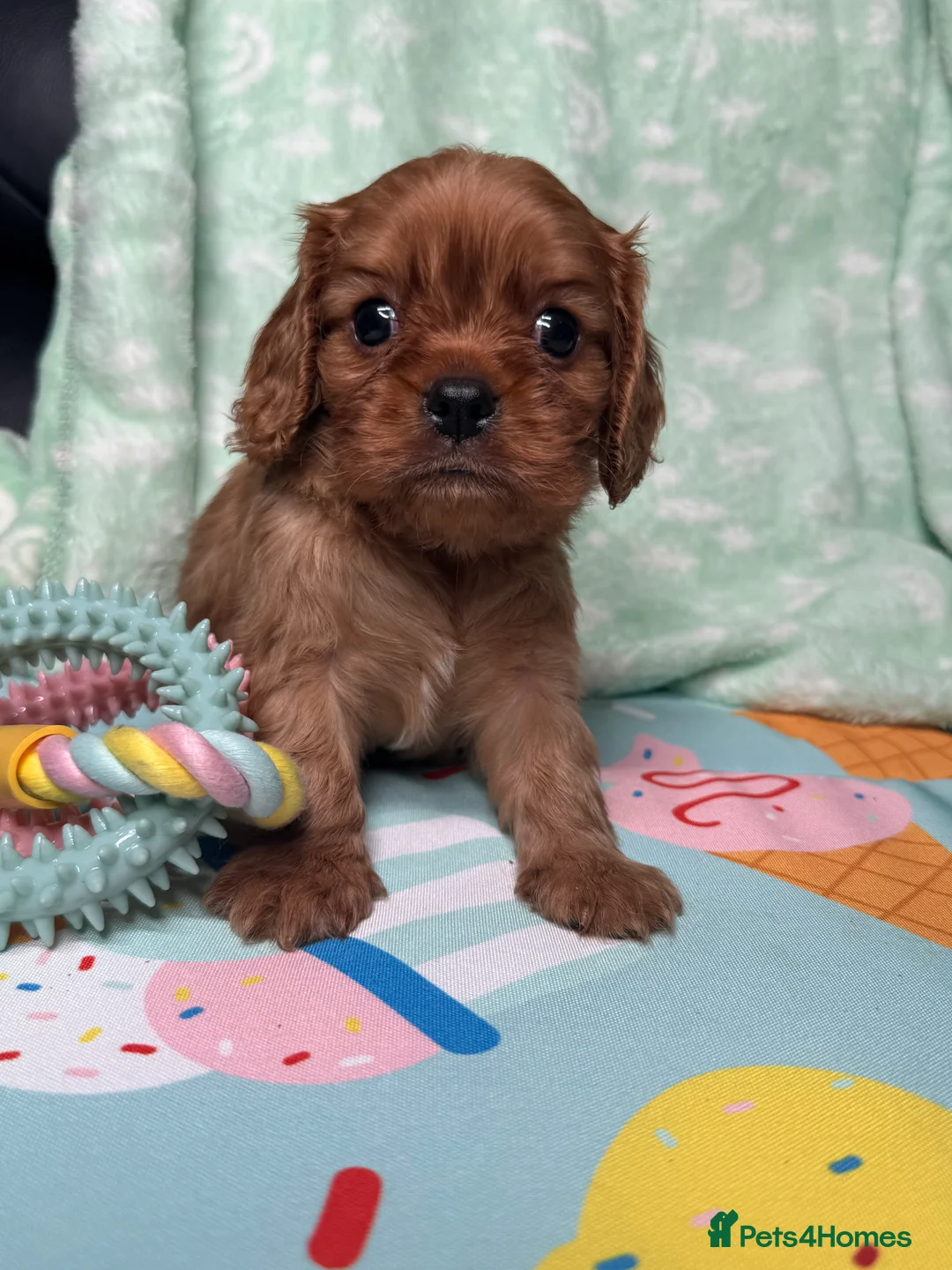 Cavalier King Charles Spaniel dogs for sale: Ruby KC King Charles Cavalier Health Tested  - Advert 26