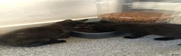 Mixed Breed cats for sale: 2 Black Males, 2 Tortoiseshell Females For Sale - Advert 6