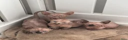 Sphynx cats for sale: Canadian sphynx kittens  - Advert 11