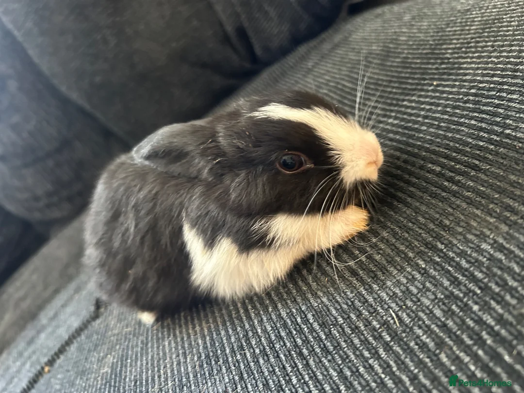 Mixed Breed rabbits for sale: 5 baby rabbits  - Advert 1