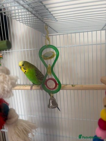 Budgerigars birds - Advert 1