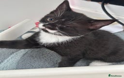 Mixed Breed cats for sale: 2 girls and 1 boy Half British shorthair kittens - Image 7