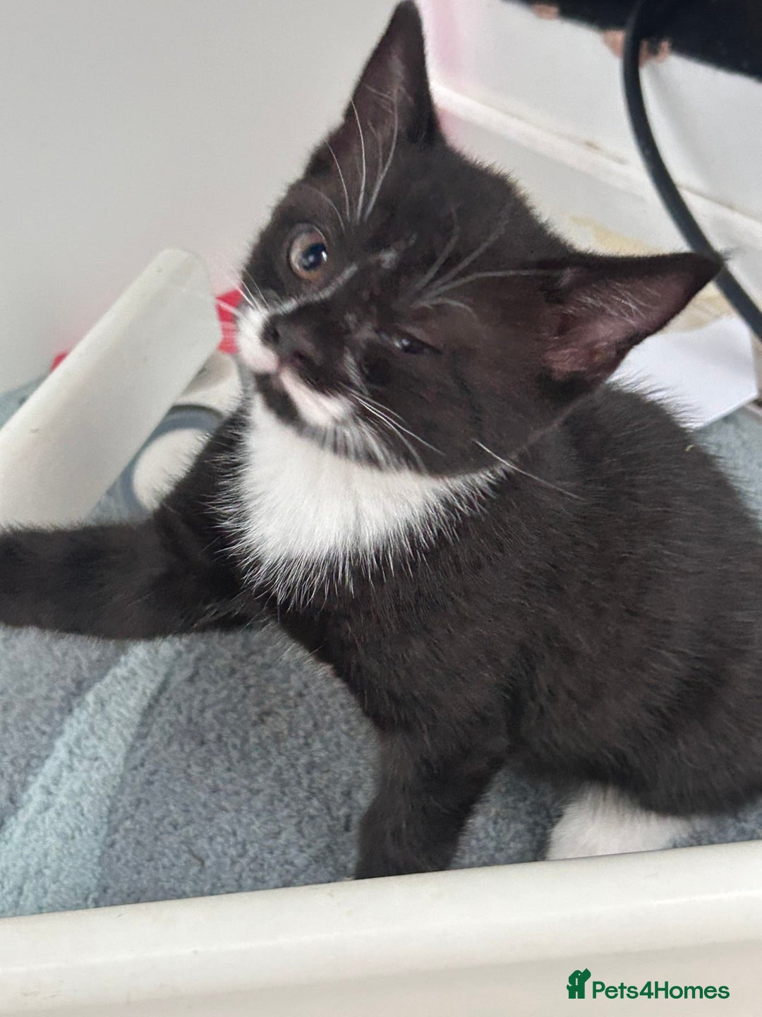 Mixed Breed cats for sale: 2 girls and 1 boy Half British shorthair kittens - Image 7