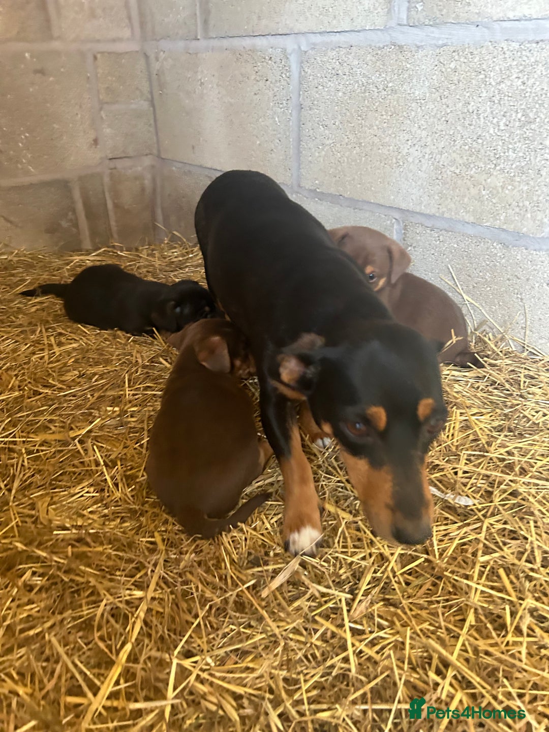 Jack Russell dogs for sale: Beautiful Jack Russell Puppies for sale  - Image 10