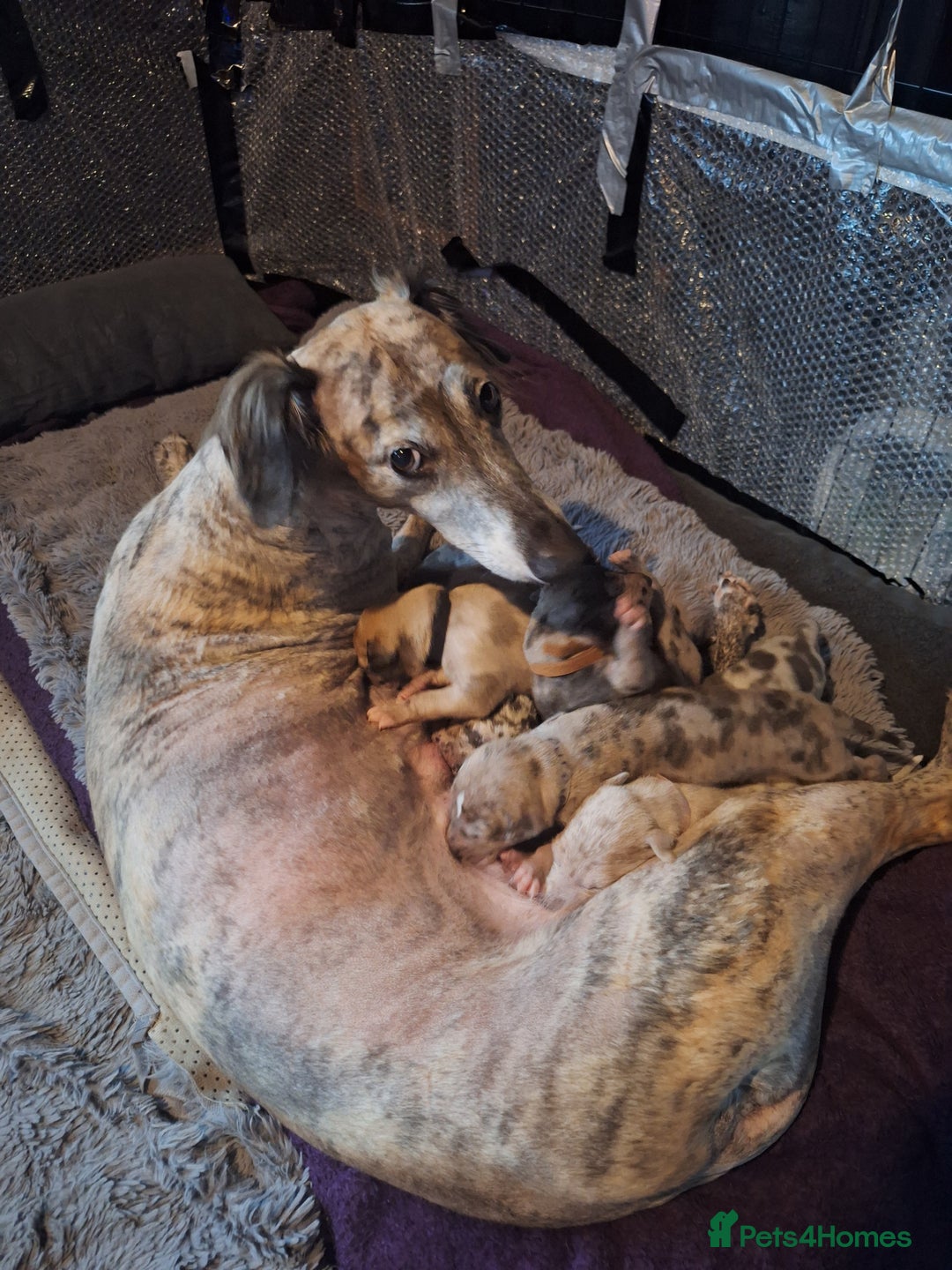 Lurcher dogs for sale: Saluki Lurcher  - Image 18