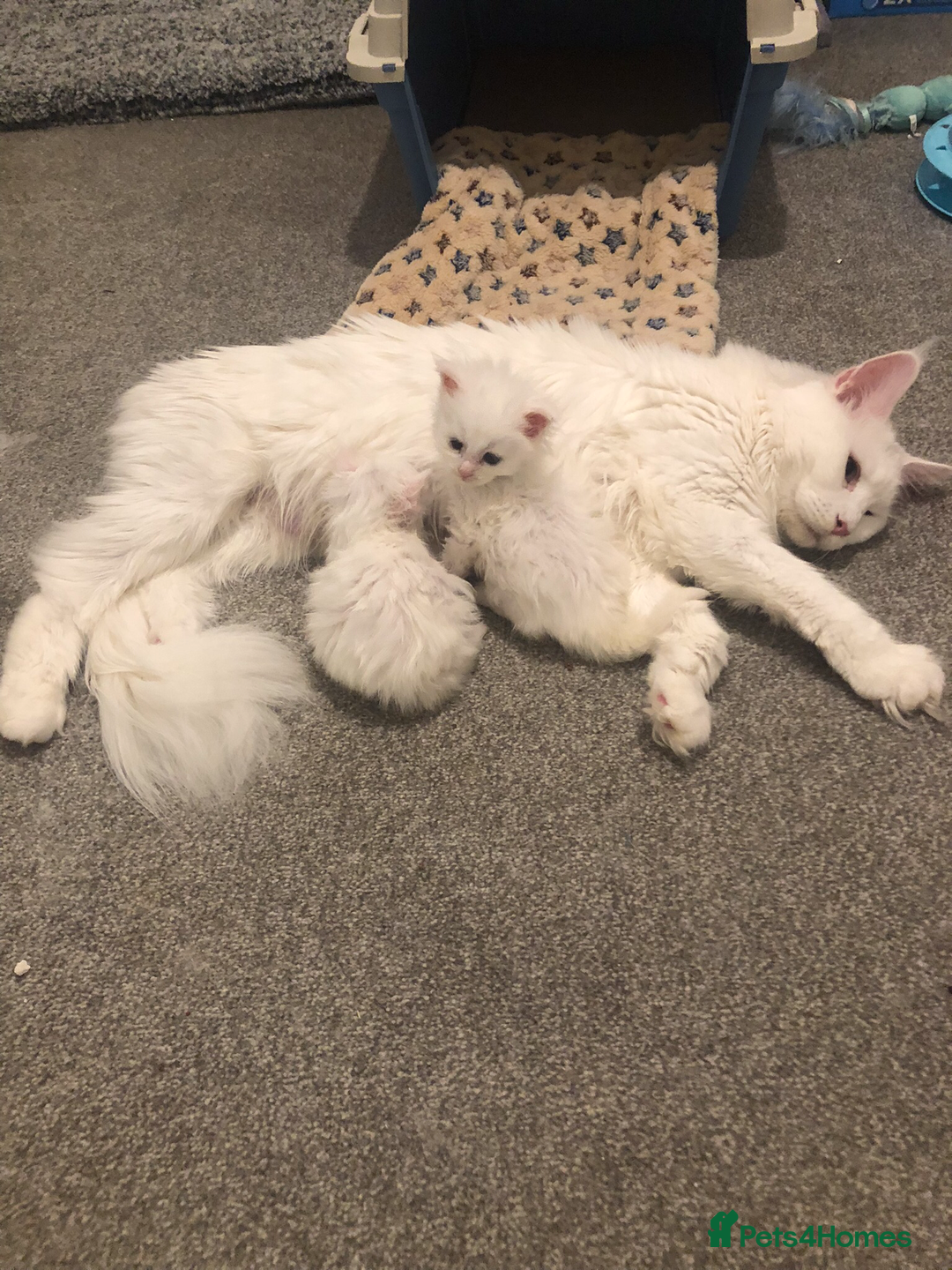 Maine Coon cats for sale: White Maine Coon GCCF - Image 12