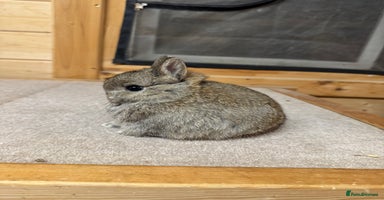 Netherland Dwarf rabbits - Advert 3