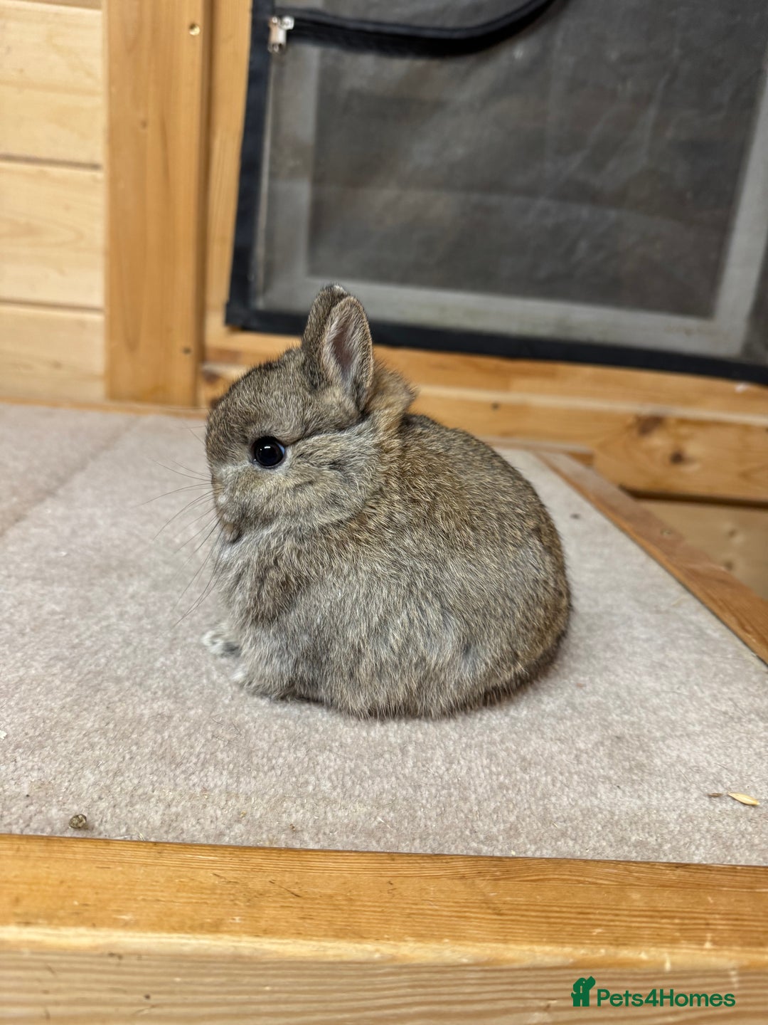 Netherland Dwarf rabbits for sale: Stunning Netherland Dwarf Rabbits  - Image 3