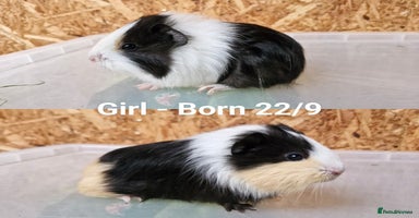 Guinea Pig rodents Female baby guinea pigs - Ready to leave - Advert 7