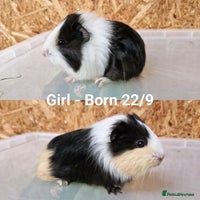 Guinea Pig rodents Female baby guinea pigs - Ready to leave - Advert 6
