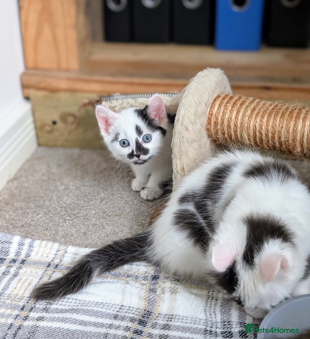 Mixed Breed cats for sale: Beautiful healthy kittens 😍😍 - Image 7