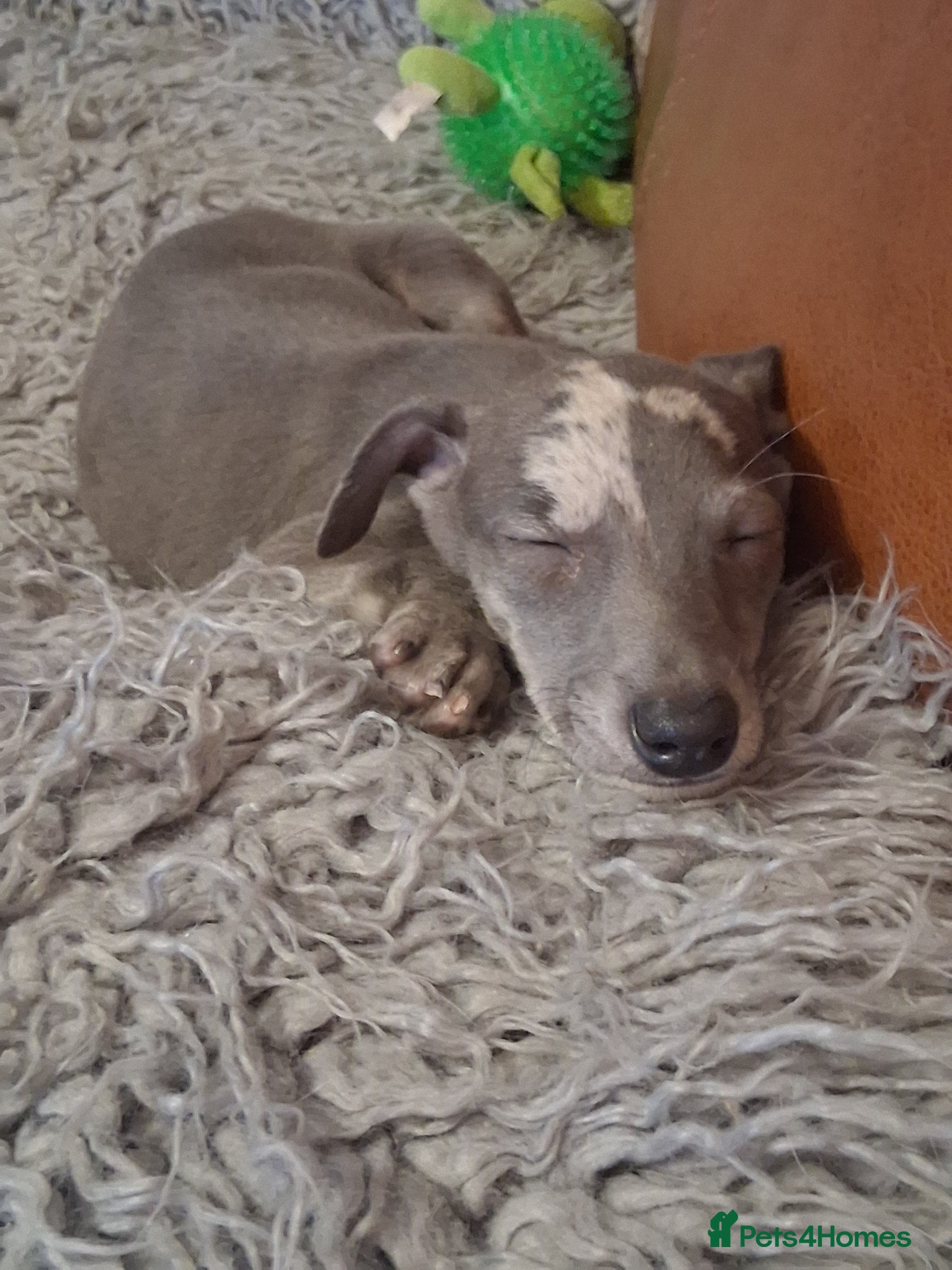 Italian Greyhound dogs Italian greyhound / whippet  - Advert 1