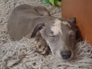 Italian Greyhound dogs Italian greyhound / whippet - Advert 1