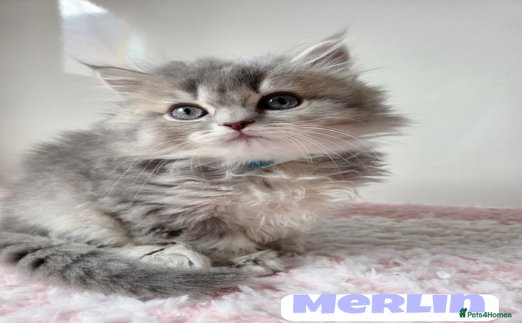 British Shorthair cats - Advert 10